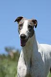 GREYHOUND 020